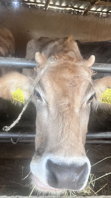 Коровы, быки: Продаю | Корова (самка) | Для разведения | Привязанные — 10