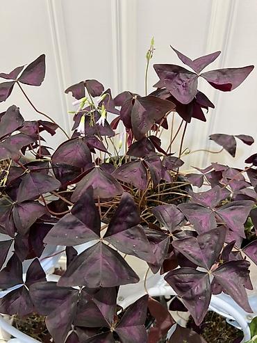 Другие комнатные растения: Бесплатная доставка по городу Пересаженные готовые Комнатные — 8