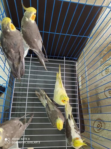 Tutuquşları: SALAM ENDİRİMLƏRƏ DAVAM. 💥🔥.HAZIR DANIŞAN QUŞLAR SATILIR!!!!!! Yaş — 24