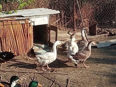 Sağlam və təmiz baxımlı heyvanlardır buyrun real alıcı əlage saxlasın