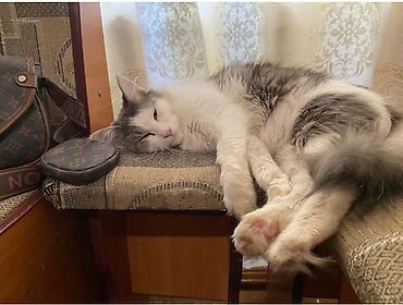 сколько стоит мейн кун: 3 года, Девочка, Приучена к лотку — 3