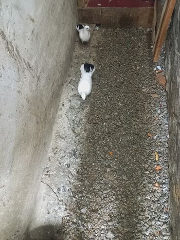 göyercin yuvası: Tam saqlam heyvanlardir