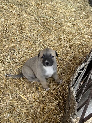 собака азият: Алабай, 1 месяц, Самец, С родословной