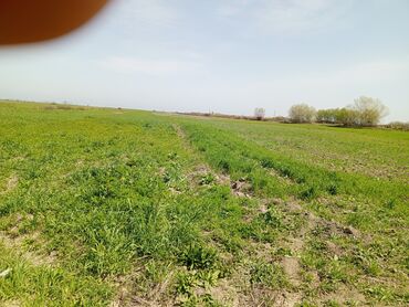 Torpaq sahələrinin satışı: 187 sot, Kənd təsərrüfatı, Barter mümkündür, Texniki pasport -da lalafo.az — 12 Torpaq sahələrinin satışı: 187 sot, Kənd təsərrüfatı, Barter mümkündür, Texniki pasport — 12