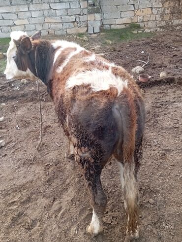 Dana, buzov: 11 aylıq əkəy dana 150 kilo əti var damazlıq yarayır ətdiyə də — 1