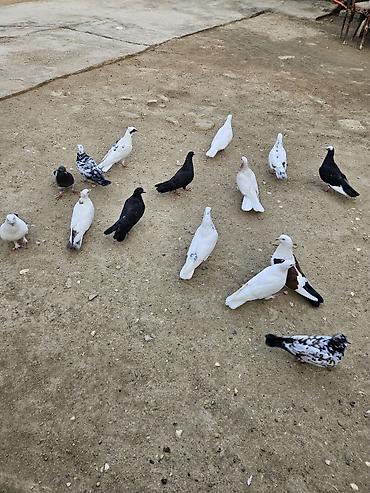heyvan bazari baki: 16 eded göyerçin hopdum 5 manatdan satilir uçuşlari oynamaqlari var — 5