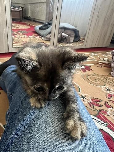 сухопутную черепаху: ОТДАМ КОТЕНКА В ХОРОШИЕ РУКИ!! Котёнок трёхцветной (черепаховой) — 3