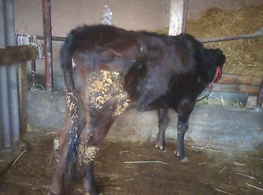 Коровы, быки: Продаю | Тёлка | Швицкая | Для молока | Стельные — 12