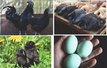 яйца гуся: Продаю яйца