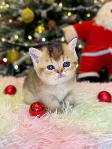 Pişiklər: Cins Paroda pişikləri. Şotland, Britan, Pers. Rəngləri də cür bə cür — 3