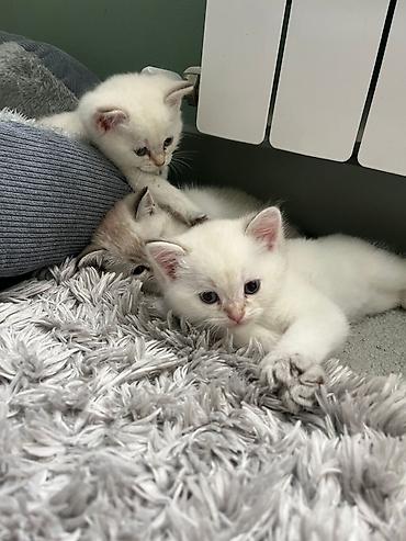 Pişiklər: Şinşilla — 7