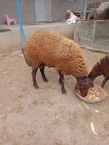 qurbanlıq qoyun qiymətləri: Salam, qala cinsidir, damazlıq qoyundur