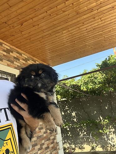 İtlər: Pekines, 3 ay, Dişi, Peyvəndli, Pulsuz çatdırılma — 6