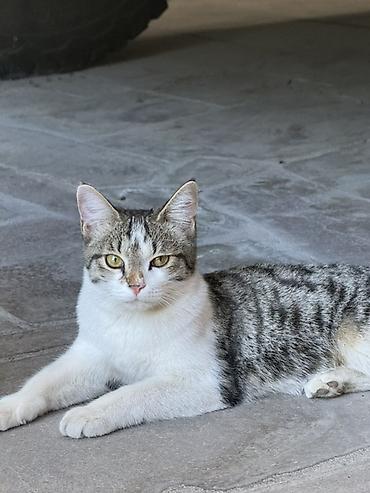 где купить котят: Домашние кошки-подростки, короткошёрстные, тигровые окрасы. Описание — 1