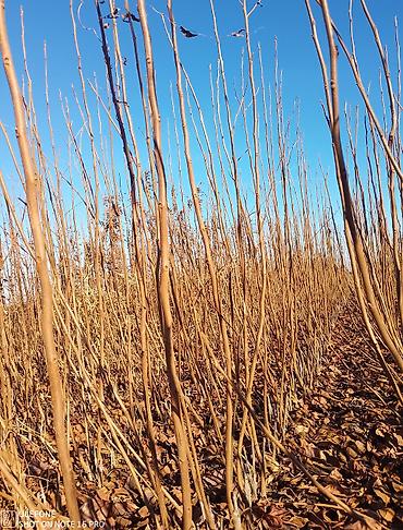 Tinglər: Xurma tingləri satışdadır çatdırılma pulsuzdur siz sifariş verin — 1