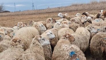 Qoyunlar, qoçlar: Otlaqda otlayan bir sürü qoyun. Qoyunların əksəriyyəti açıq rəngli — 4