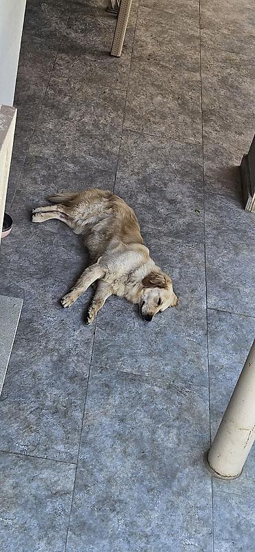 balaca cins itler: Retriever, 1 il, Dişi, Sənədli, Ünvandan götürmə — 5