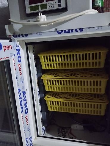 ınqbator: Unvan Gilezidi.252tutumlu tam avtomatik inkubatordu.Adil usdadan — 3