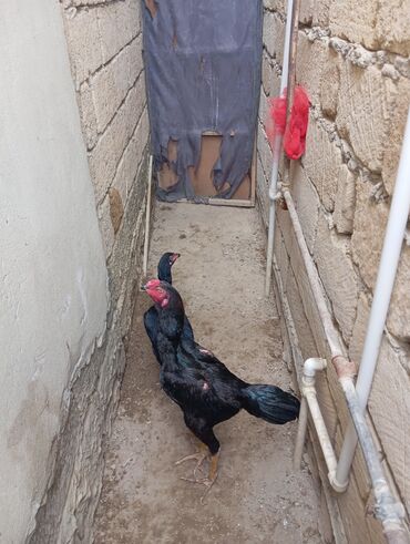 Xoruzlar: Xoruz, Heyratı, il: 1, Ödənişli çatdırılma — 5