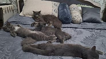 Шотландские вислоухие котята (Scottish Fold), окрас голубой. -