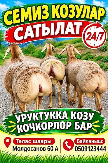 Баран, овца: Продаю | Ягненок | Арашан | На забой — 1
