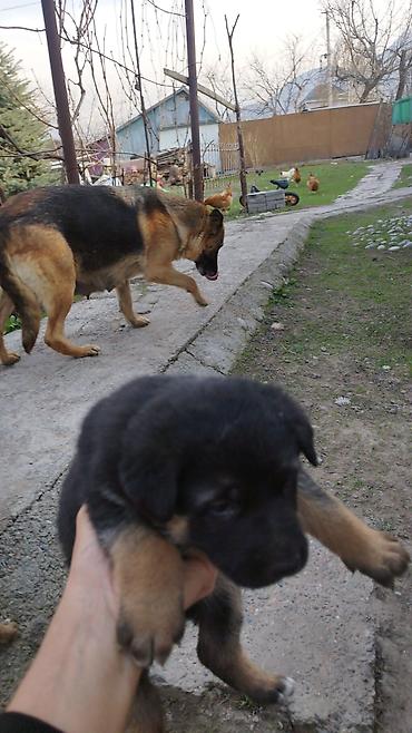 Продажа собак: Щенки немецкой овчарки - Порода: немецкая овчарка, классический — 8