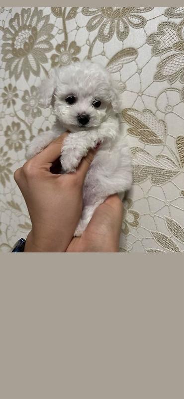 İtlər: Pudel, 2 ay, Erkek, Ödənişli çatdırılma — 21