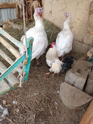 Индюки: Продаю | Индюшка (самка) | Бройлерная | Для разведения | Племенные — 9