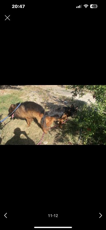 İtlər: Alman çoban iti, 3 ay, Erkek, Peyvəndli — 22