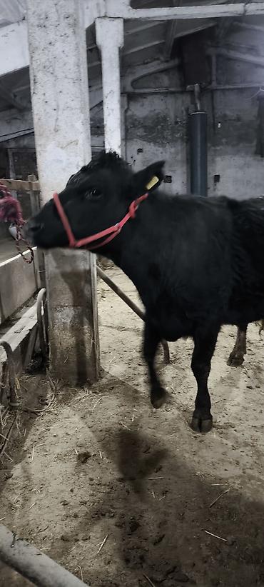 Коровы, быки: Продаю | Корова (самка) | Стельные — 8