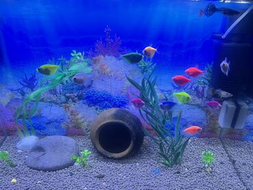 Balıqlar: Glofish, Sülhsevər, Ödənişli çatdırılma — 1