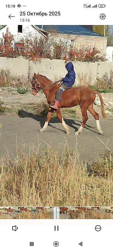 Лошади, кони: Продаю | Жеребенок | Дончак | Рабочий — 3