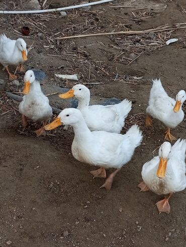 Коровы, быки: Pekin ördəyi həm yumurtalıq saxlamaq olar həm də kəsmək olar