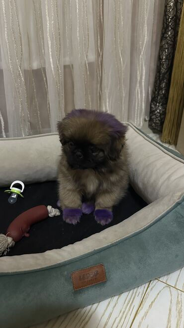 İtlər: Pekines, 2 ay, Dişi, Peyvəndli, Ünvandan götürmə