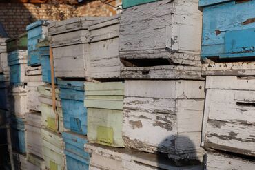 Товары и оборудование для с/х животных: Ульи около 45 комплектов. Рутовская система, корпусные, пригодны для — 24