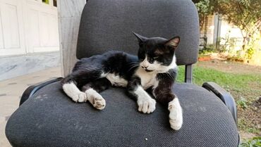 домашний кот: Кошка даром: Беспородная, 3 года, Девочка, Приучена к лотку, Проглистована