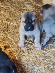 İtlər: Kanqal — 11