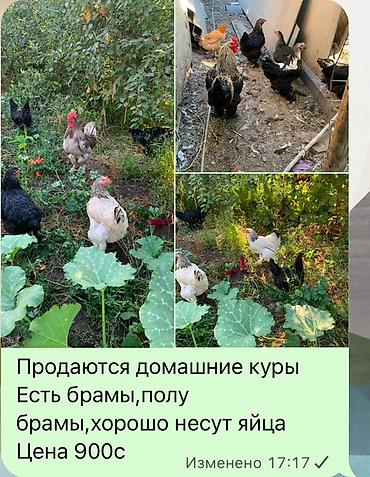 сливы пантеры в котедже: Продаю | Куры | Несушки — 1