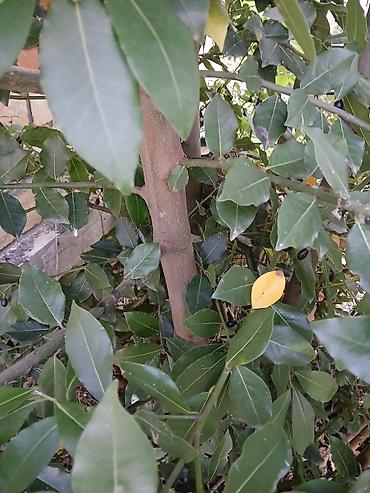 puste ağacı: Dəfnə ağacı (laurel) təqdim olunur. Şəkillərdə göründüyü kimi bitki — 4