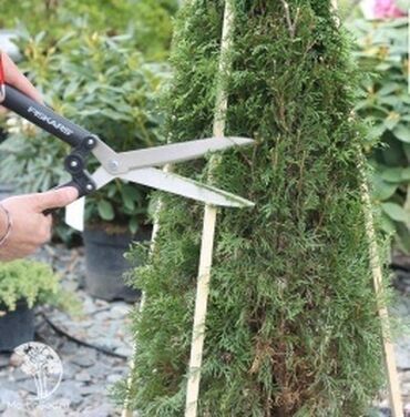 инструмент для огорода: Бакча кайчылары