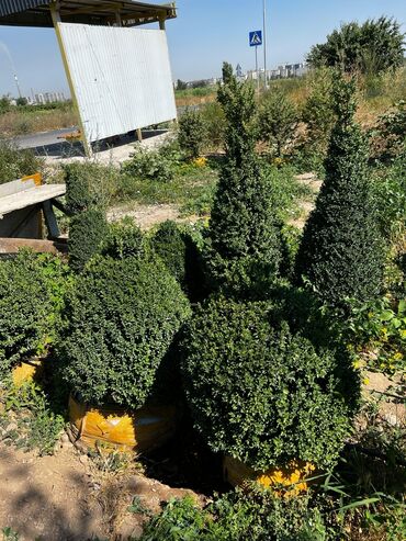 комнатные цветы фикус: 🌿 Самшит сатылат! 🌿 Кооз ландшафт үчүн эң мыкты тандоо — дайыма жашыл