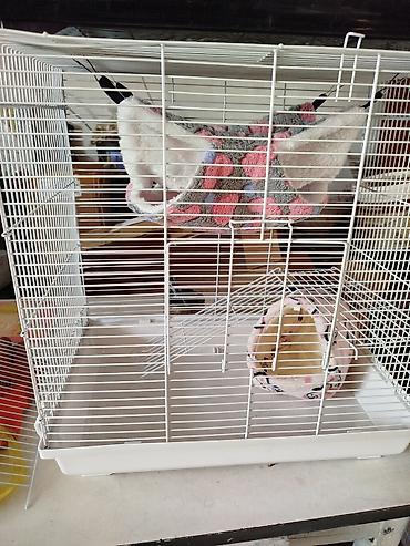 Зоотовары: Продаются клетки 47.28.46. гамаки 250 сом, домики 250 сом поильники — 5