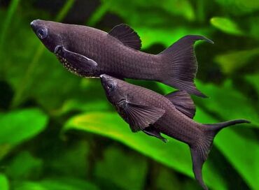 Akvariumlar: Dördbucaq akvarium, Balıqlarla birlikdə, 50 l