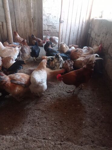 Toyuqlar: Toyuq, Damazlıq — 7