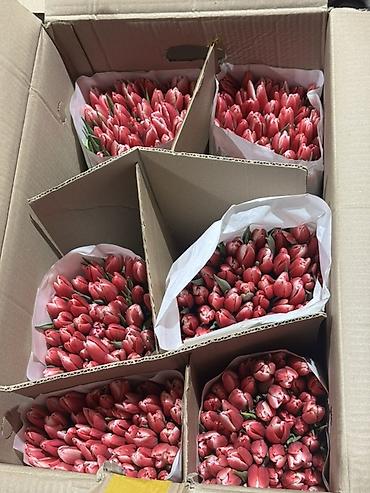 Букеты из живых цветов: Тюльпаны срезанные — оптом и в букетах - Ассортимент цветов: жёлтые at lalafo.kg — 7 Букеты из живых цветов: Тюльпаны срезанные — оптом и в букетах - Ассортимент цветов: жёлтые — 7