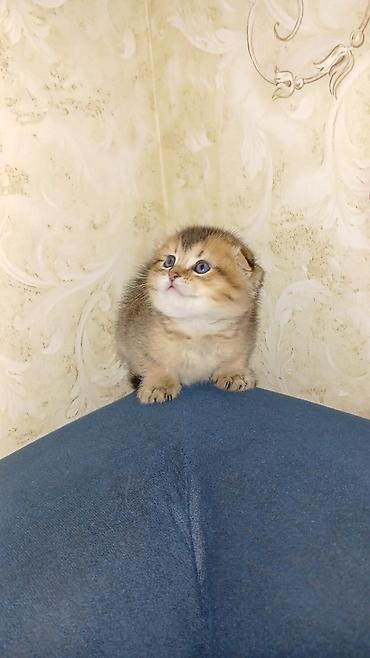 Pişiklər: Britan — 10