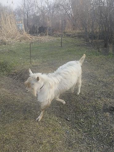 Козы, козлы: Продаю | Козёл (самец) | Для разведения | Племенные — 2