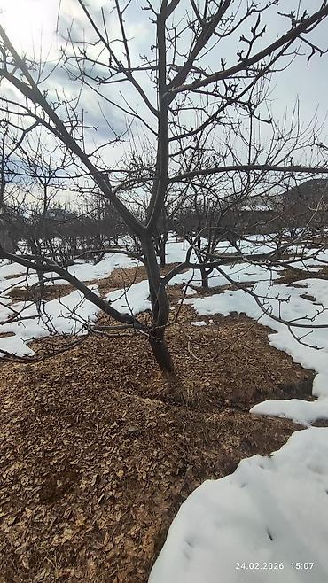 Продажа сельхоз предприятий: Питомник растений, 25 соток, Действующий, Частично с оборудованием, Без коммуникаций — 8