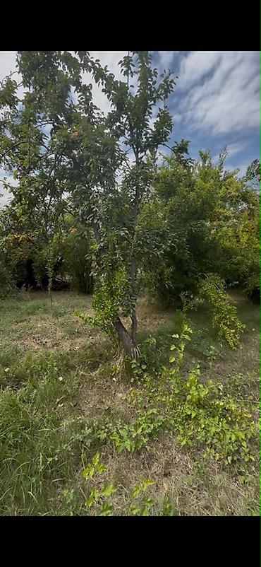 bakida satilir: 12 sot, Biznes üçün, Mülkiyyətçi, Kupça (Çıxarış) — 4