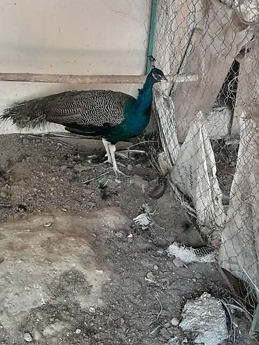 quş dami: Məhsul: Təbiət quşu – tovuz quşu 2 yaşı var Təsvir: - Şəkillərdə — 4